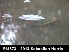 Snapping Turtle