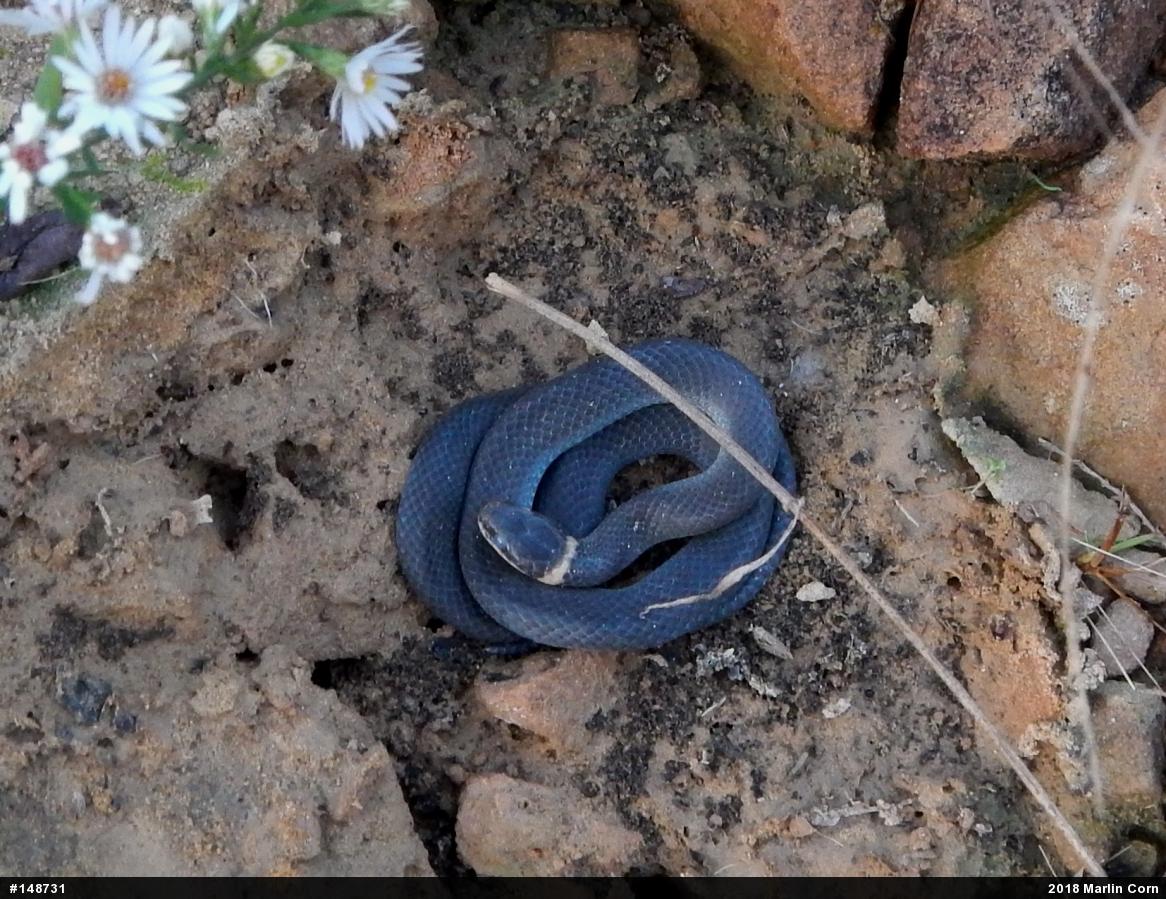 Northern Ring-necked Snake