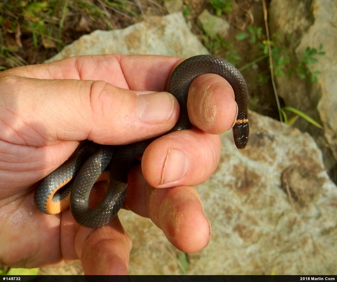 Northern Ring-necked Snake