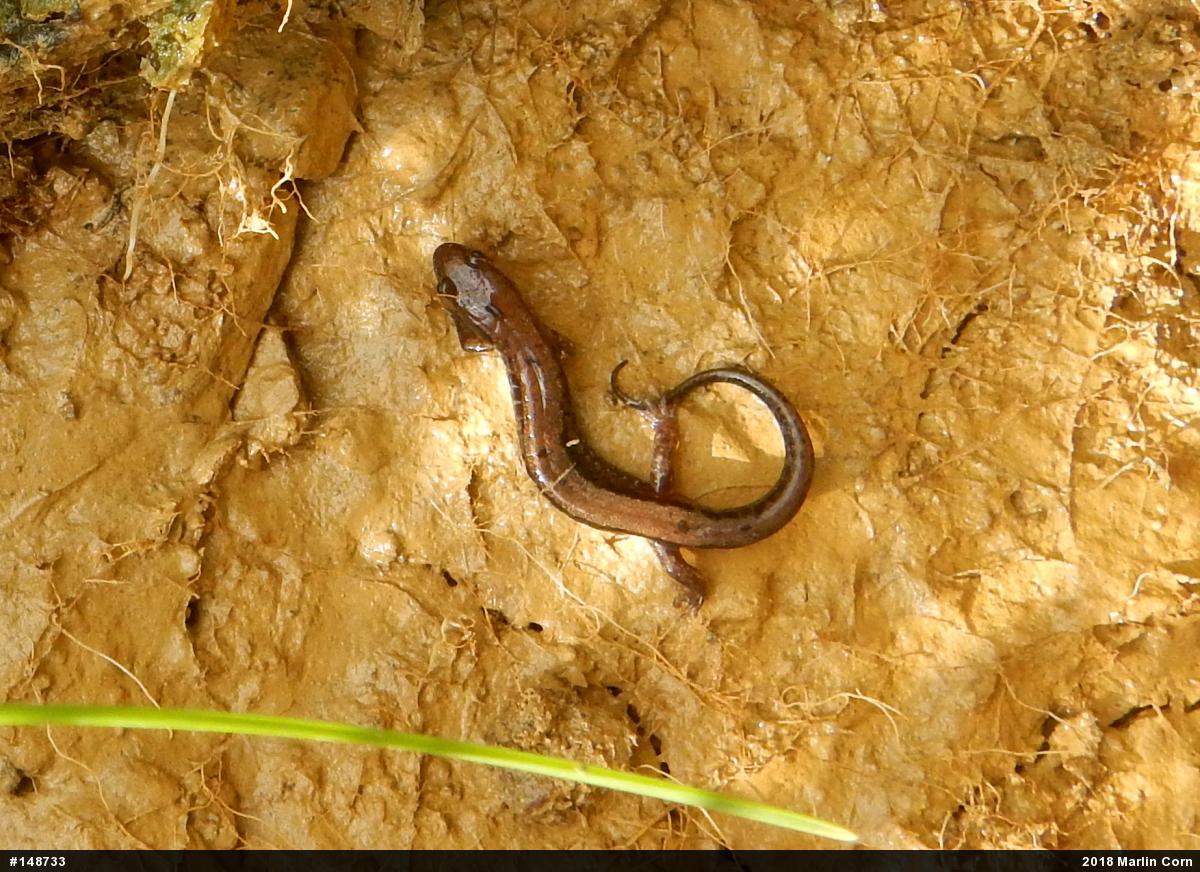 Allegheny Mountain Dusky Salamander