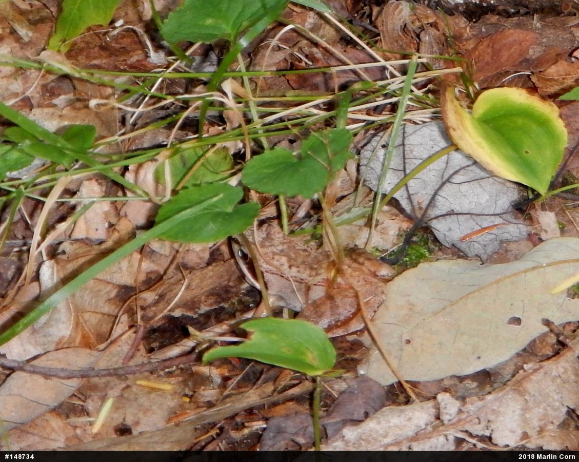Wood Frog