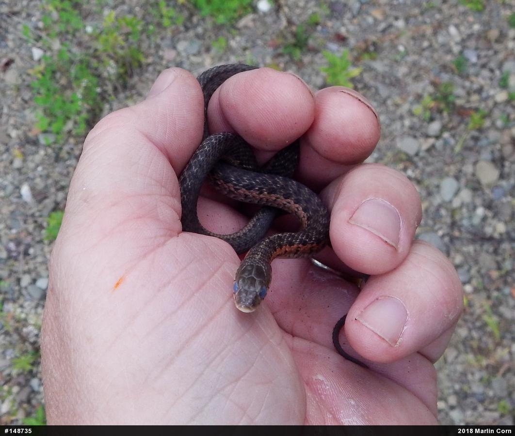 Eastern Gartersnake