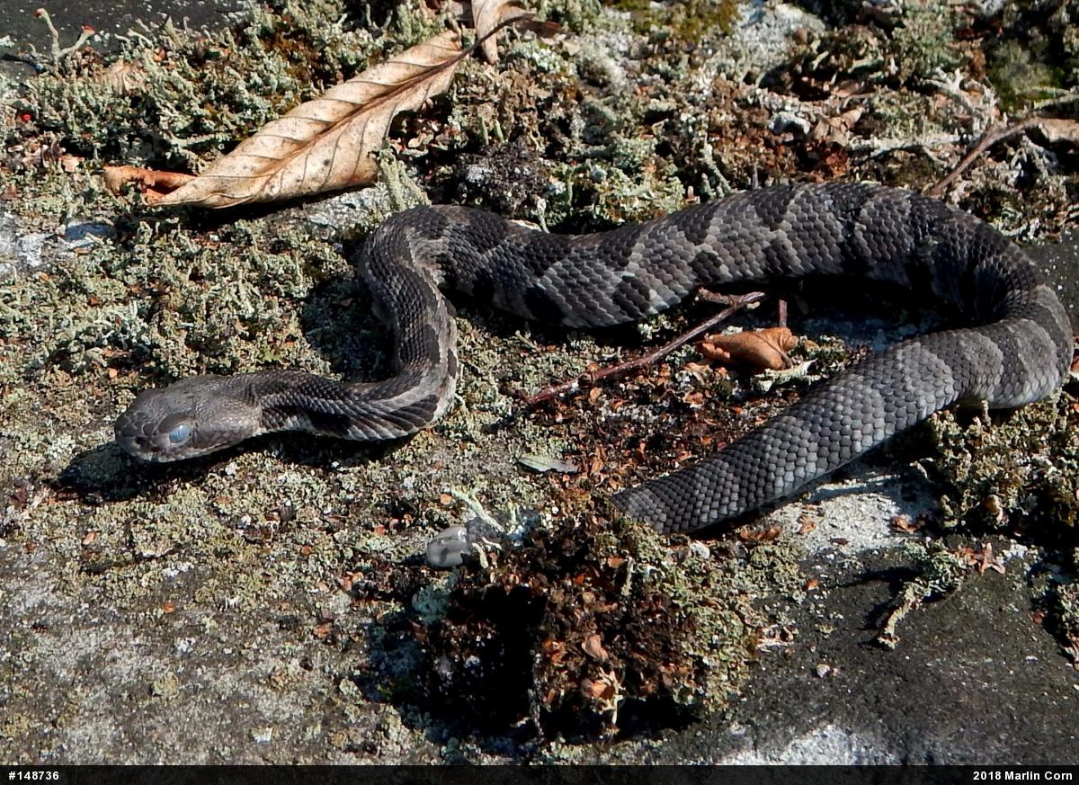 Timber Rattlesnake