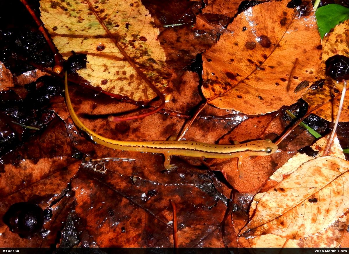 Northern Two-lined Salamander
