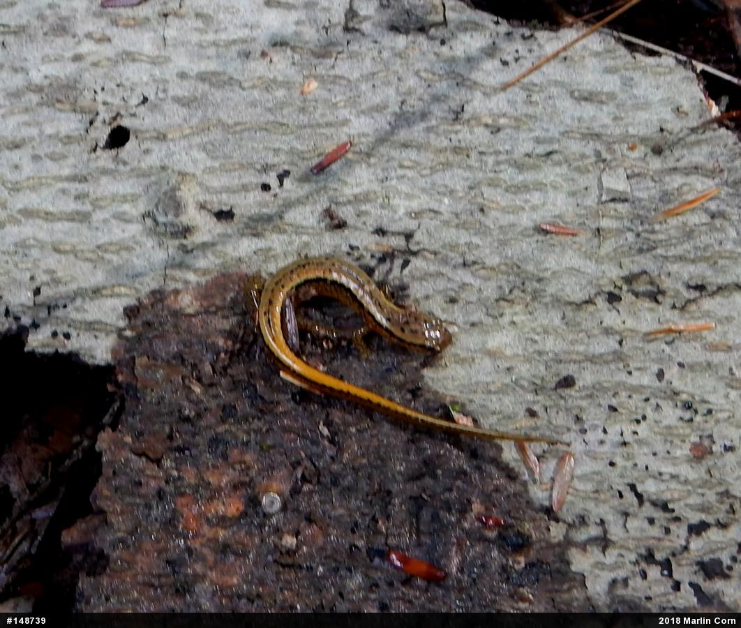 Northern Two-lined Salamander
