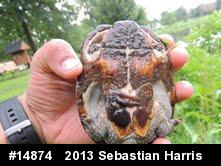 Eastern Musk Turtle