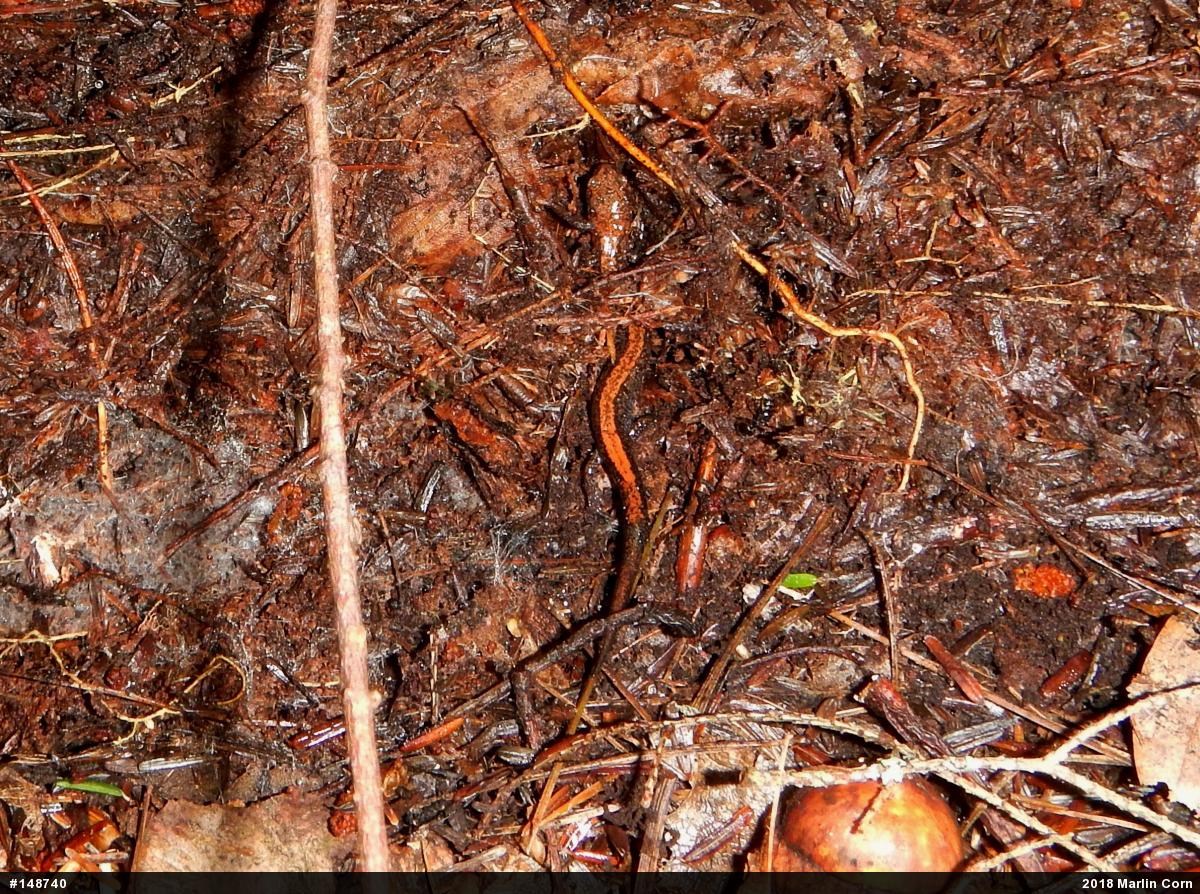 Eastern Red-backed  Salamander