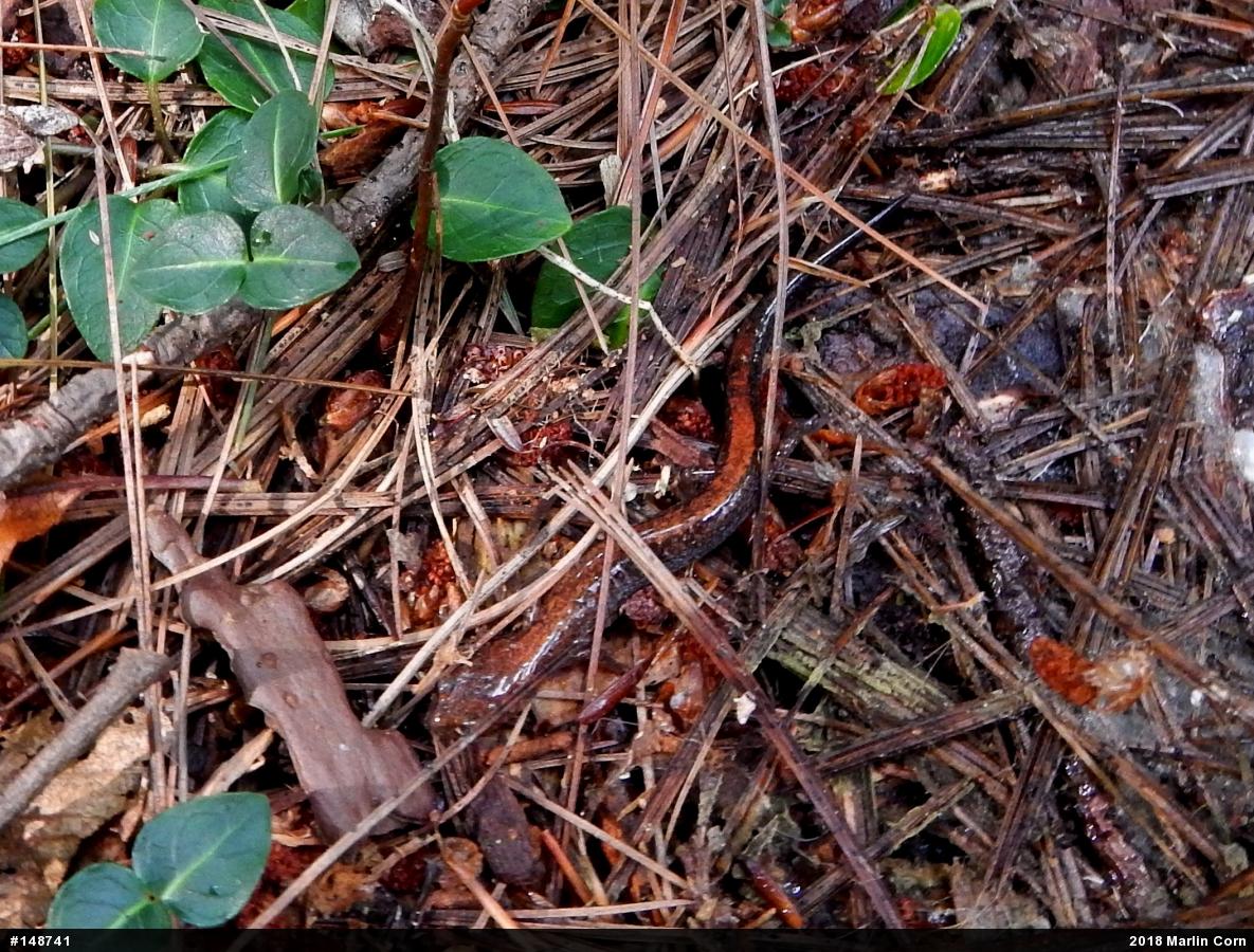 Eastern Red-backed  Salamander