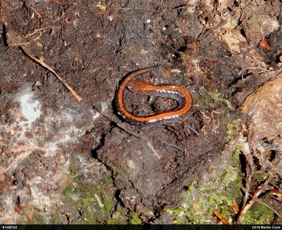 Eastern Red-backed  Salamander