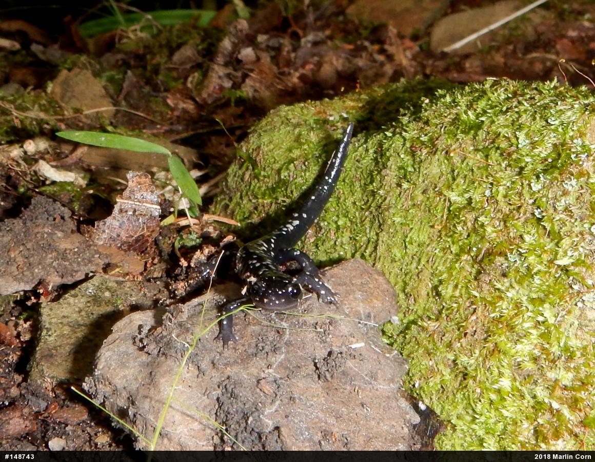 Northern Slimy Salamander
