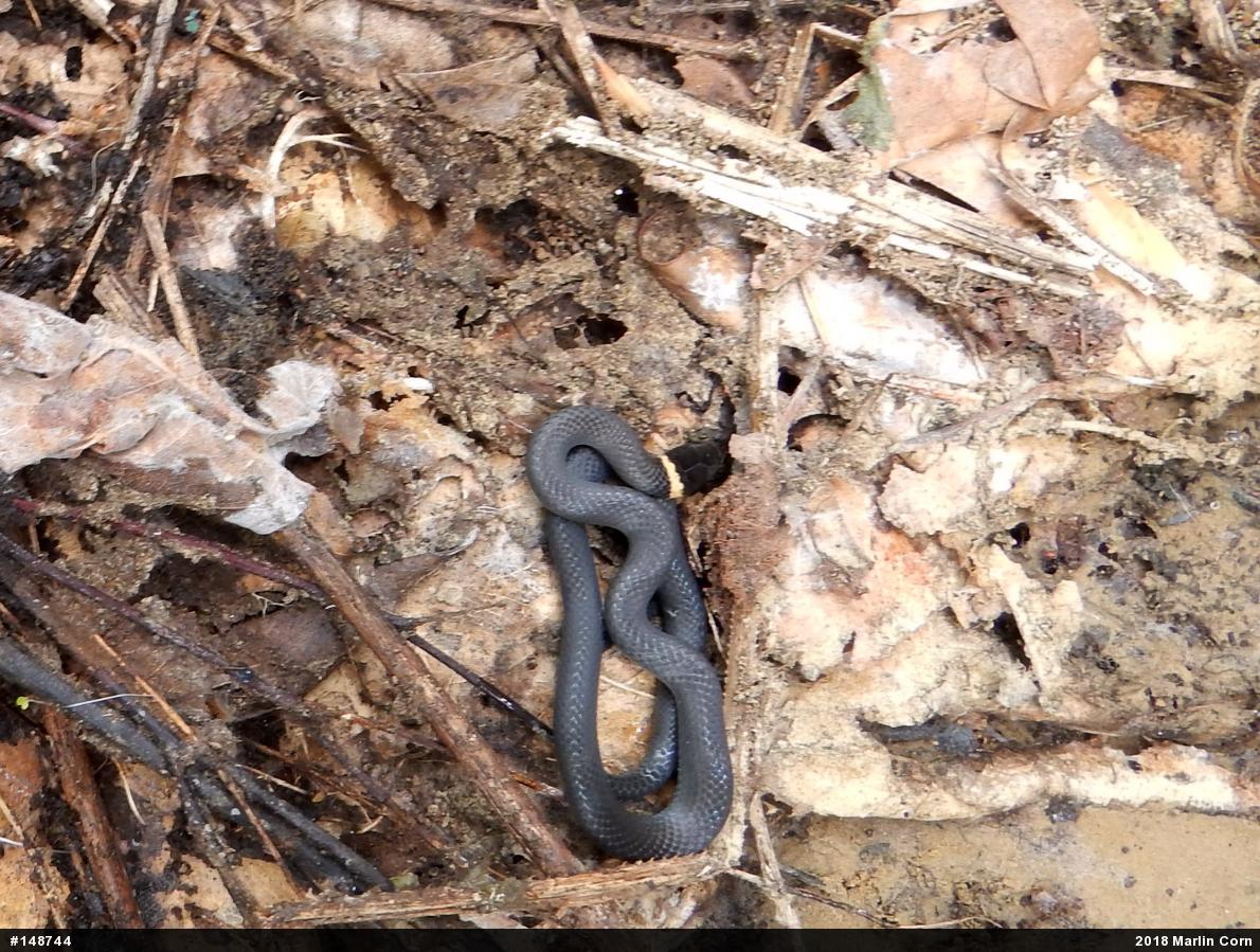 Northern Ring-necked Snake