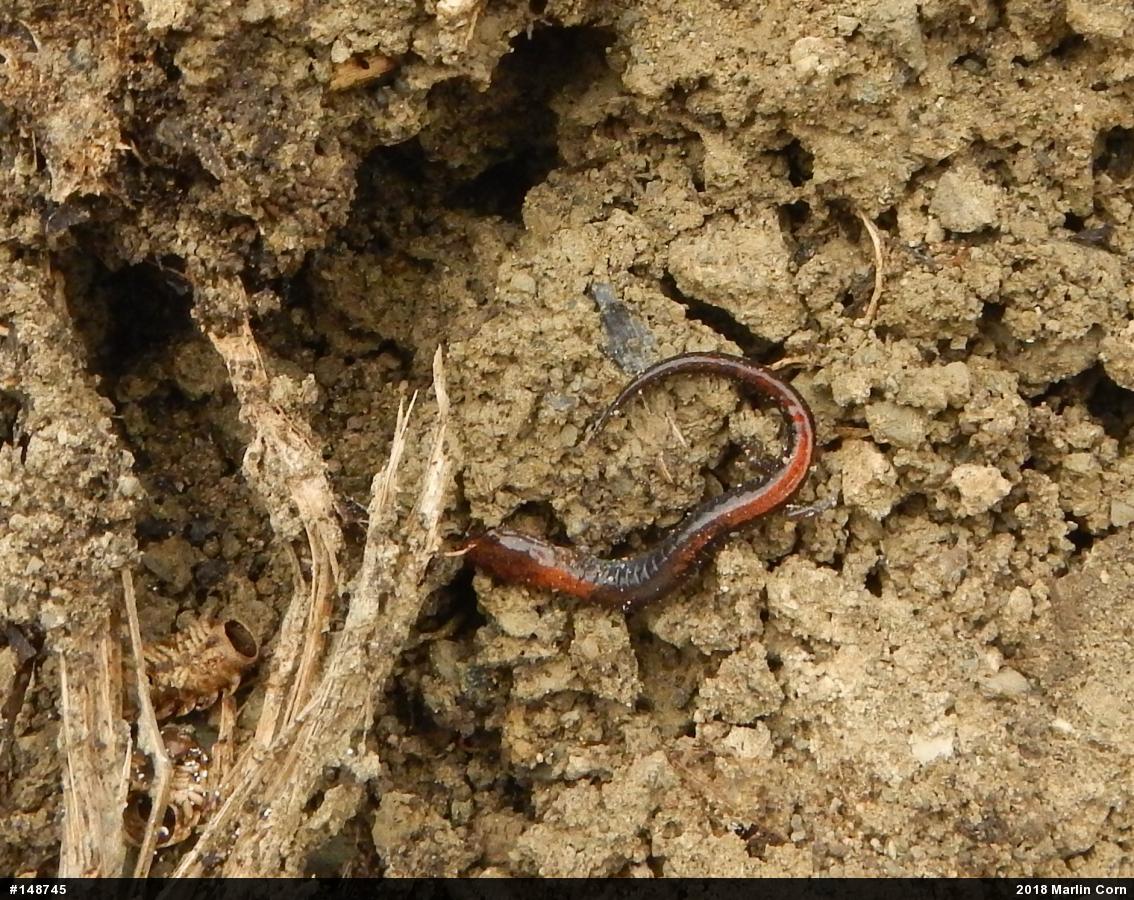 Eastern Red-backed  Salamander