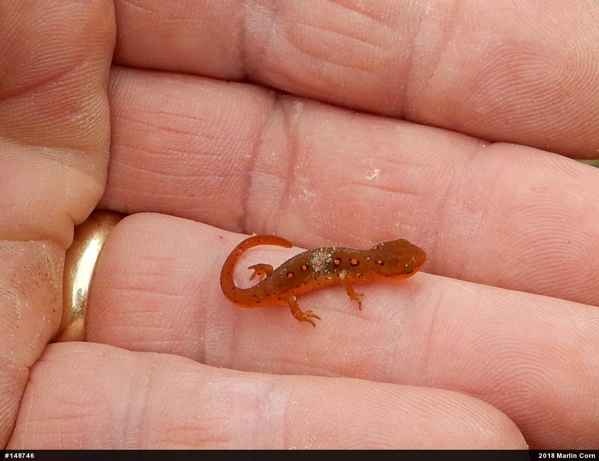 Red-spotted Newt