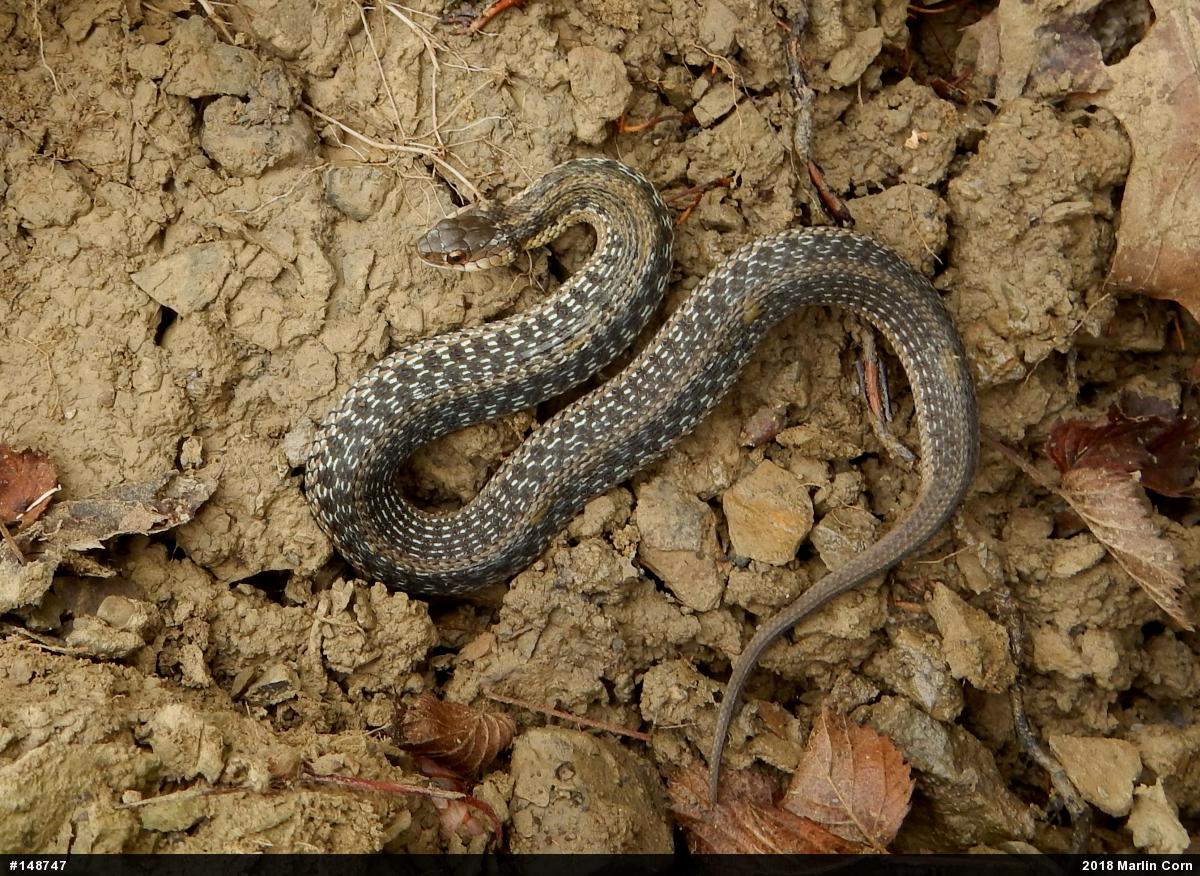 Eastern Gartersnake