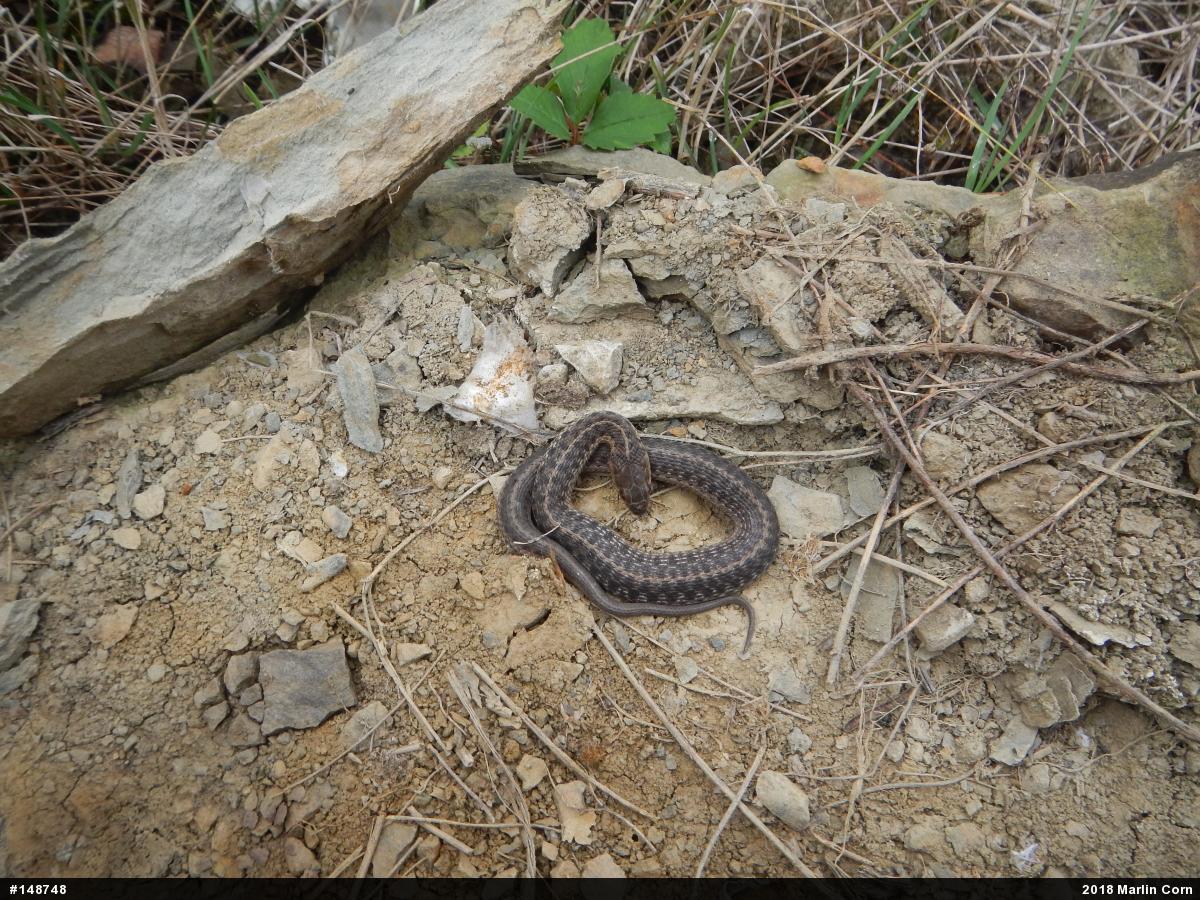 Eastern Gartersnake