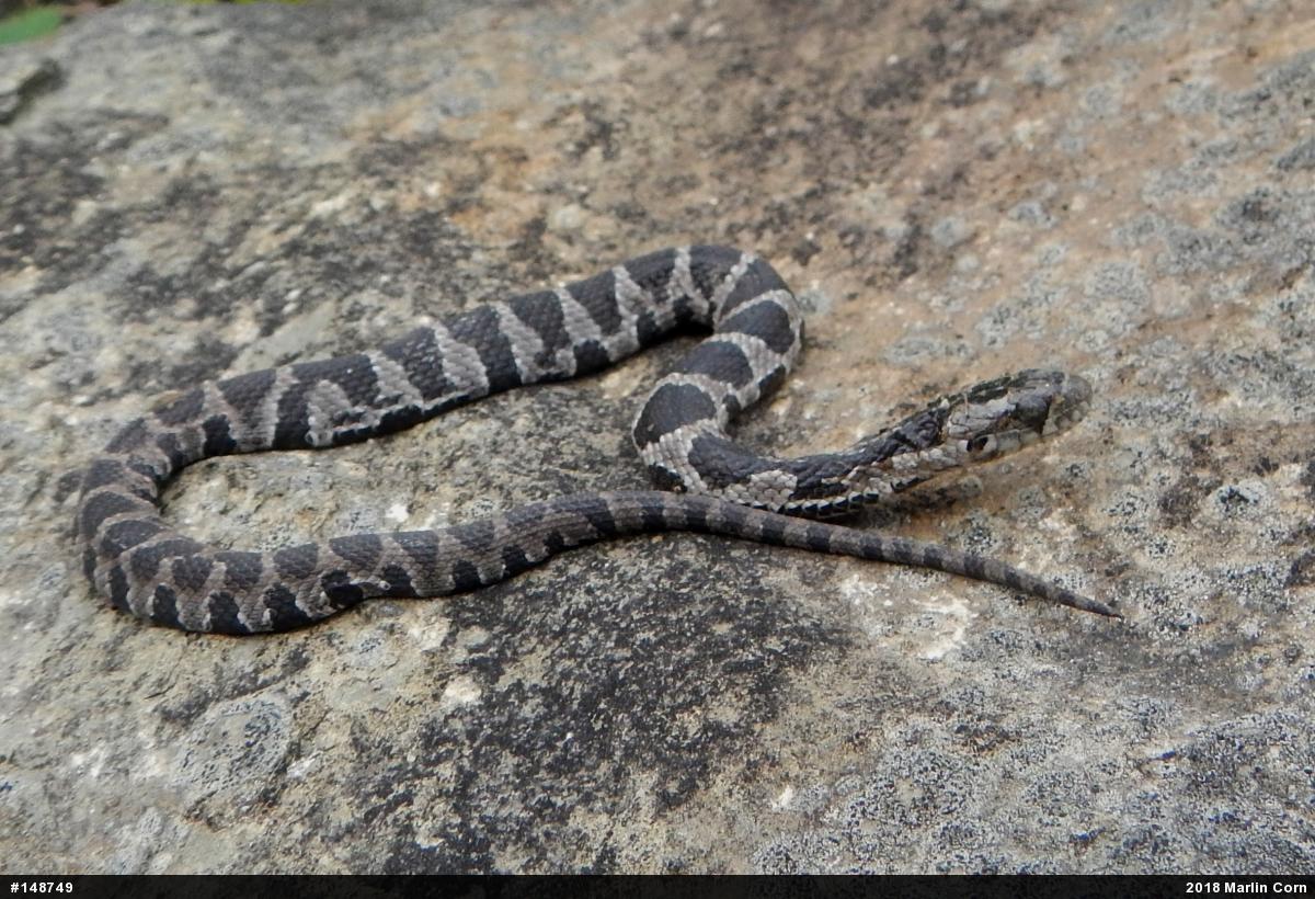 Northern Watersnake