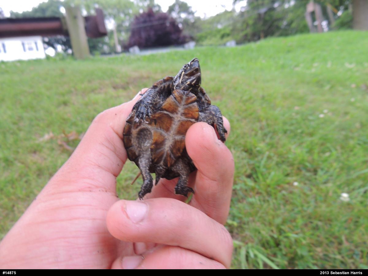 Eastern Musk Turtle