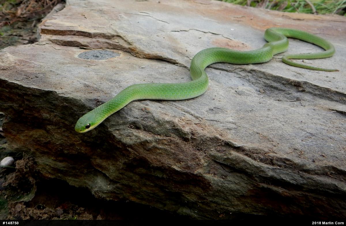 Smooth Greensnake