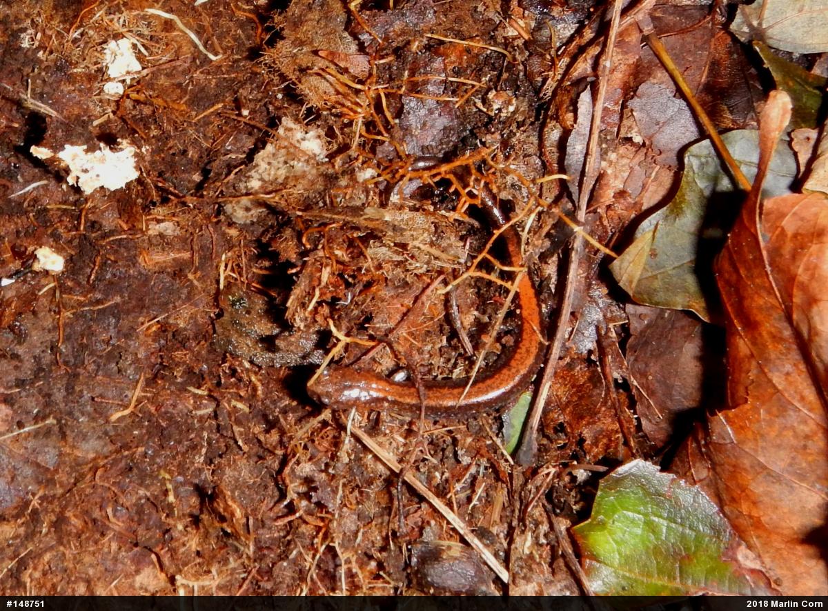 Eastern Red-backed  Salamander