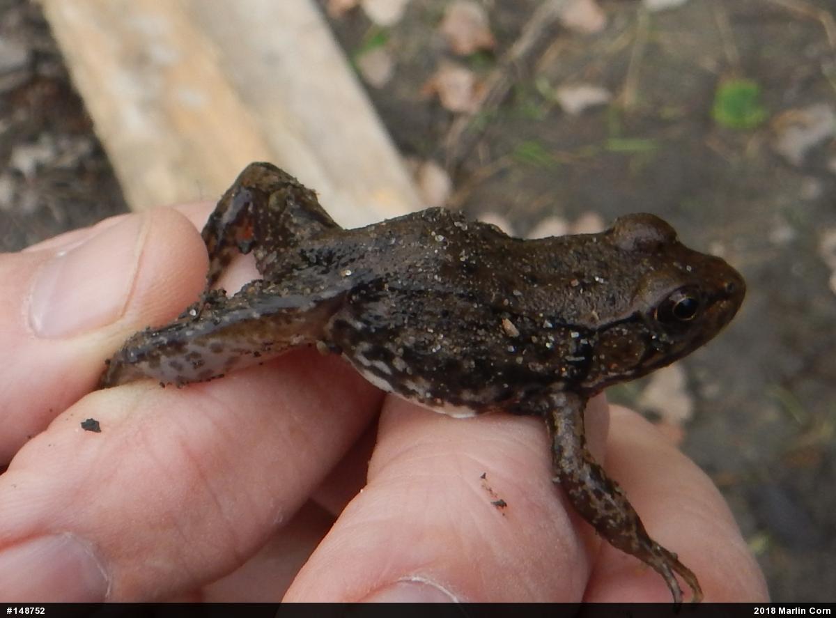 Green Frog