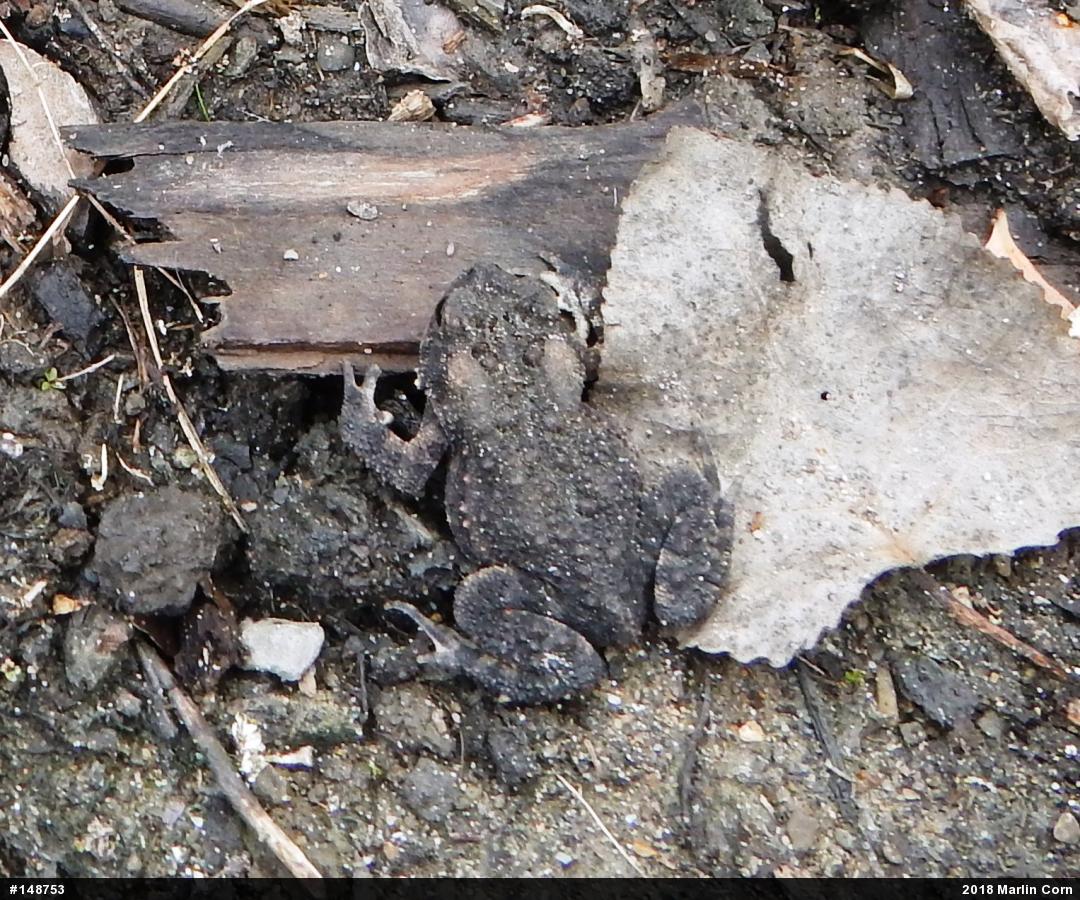 Eastern American Toad