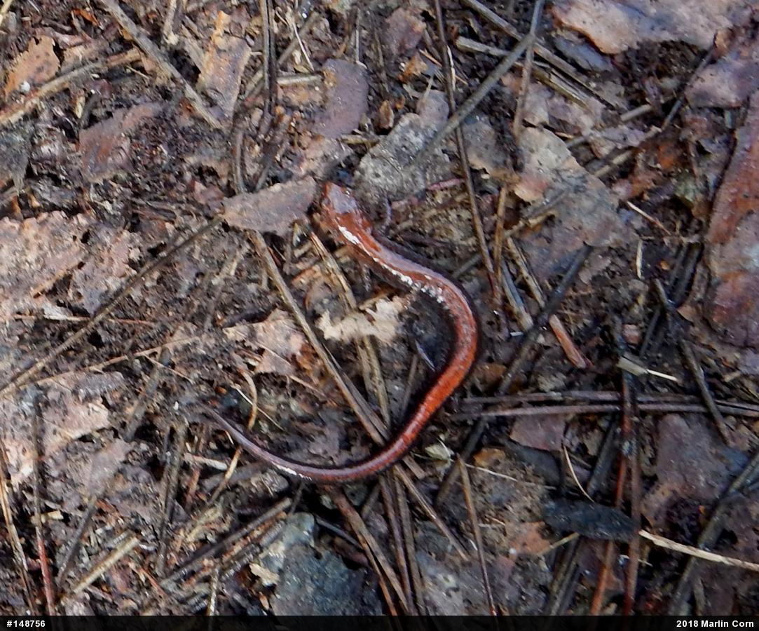 Eastern Red-backed  Salamander