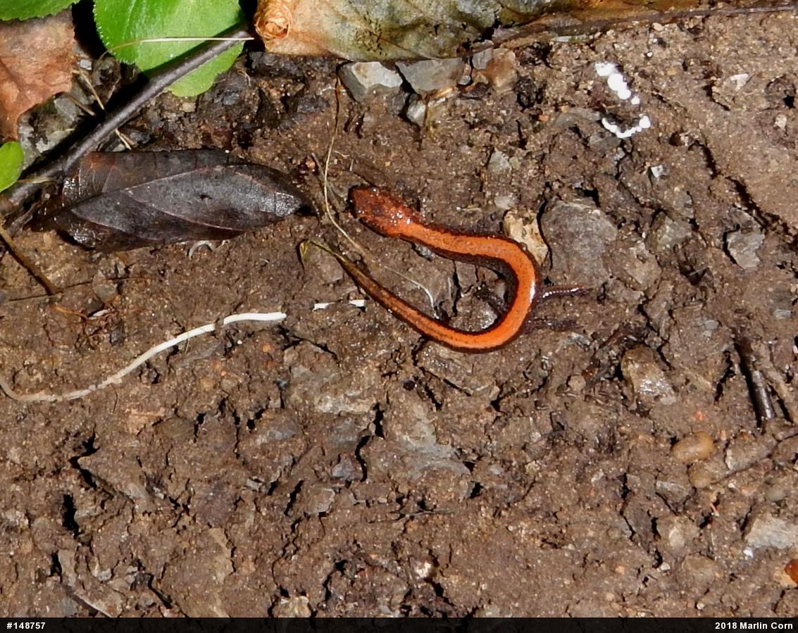 Eastern Red-backed  Salamander