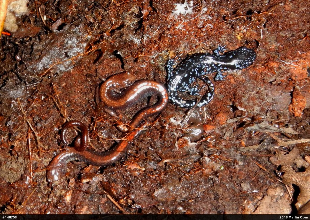 Eastern Red-backed  Salamander