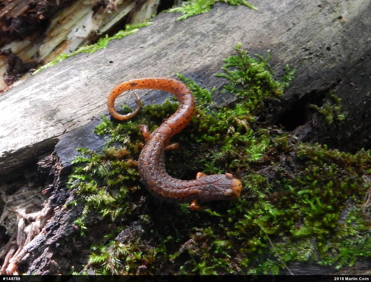 Four-toed Salamander