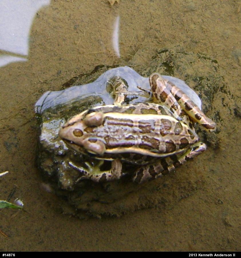 Pickerel Frog