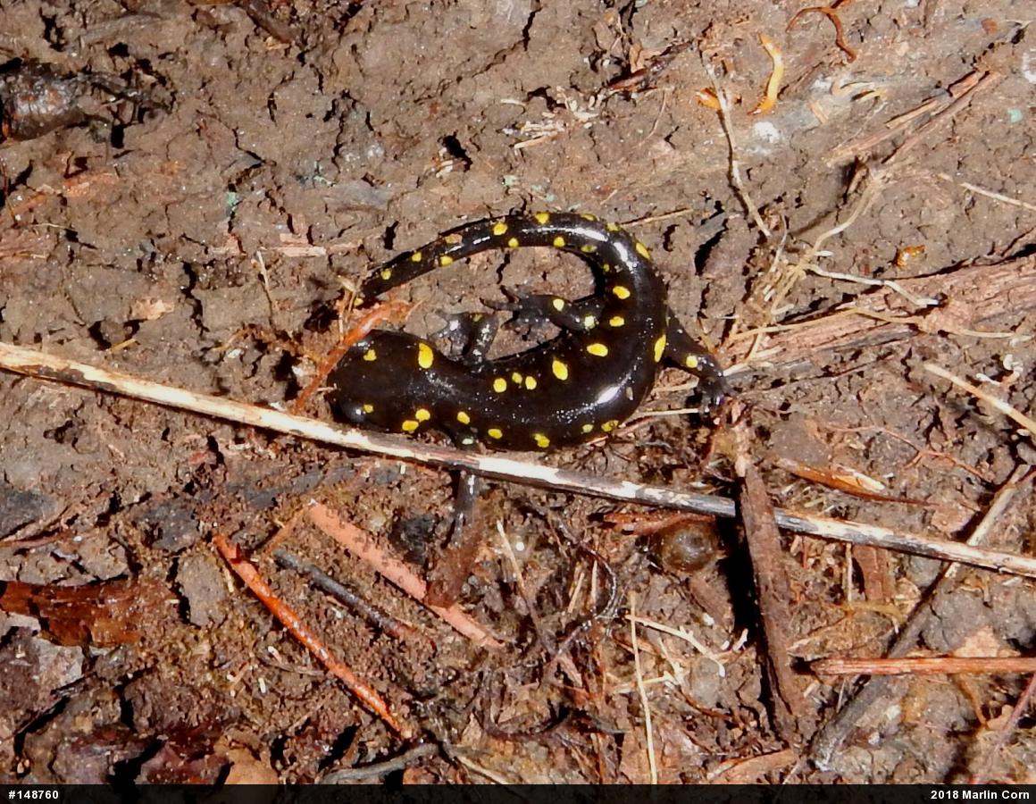 Spotted Salamander