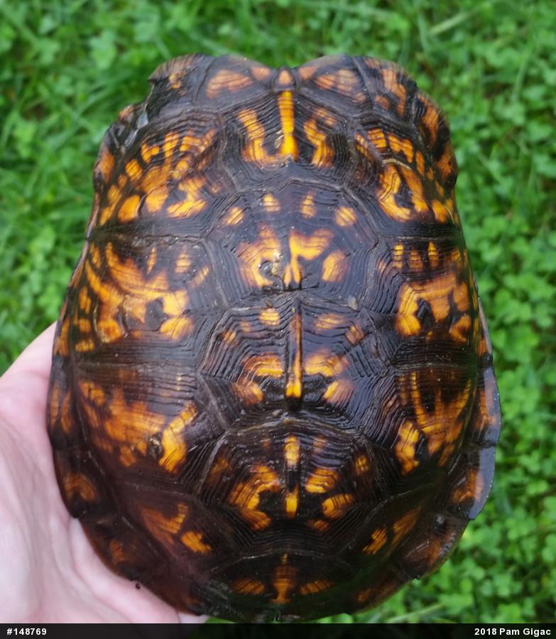 Eastern Box Turtle