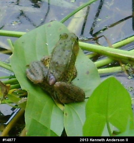 Green Frog