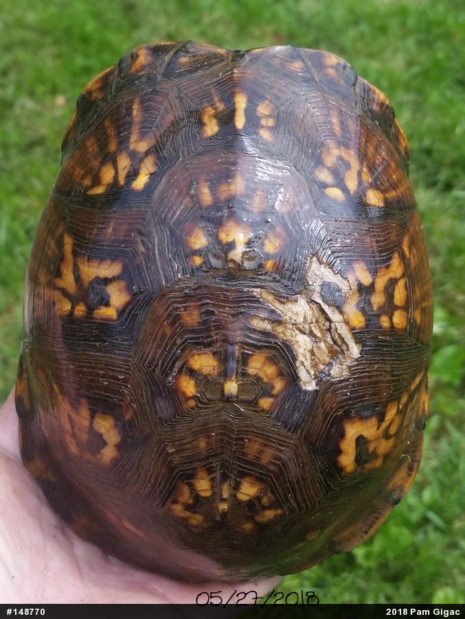 Eastern Box Turtle