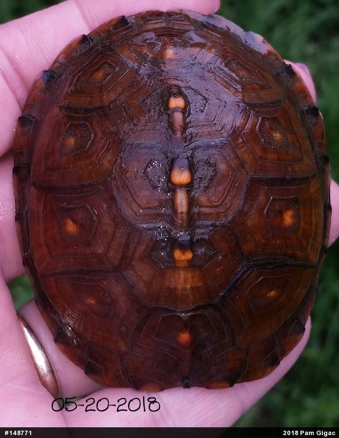 Eastern Box Turtle