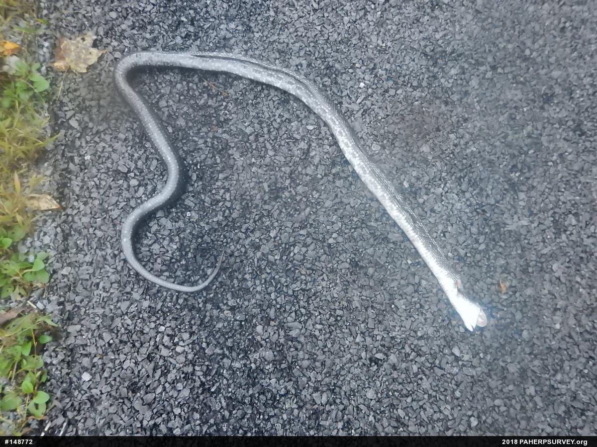 Eastern Ratsnake