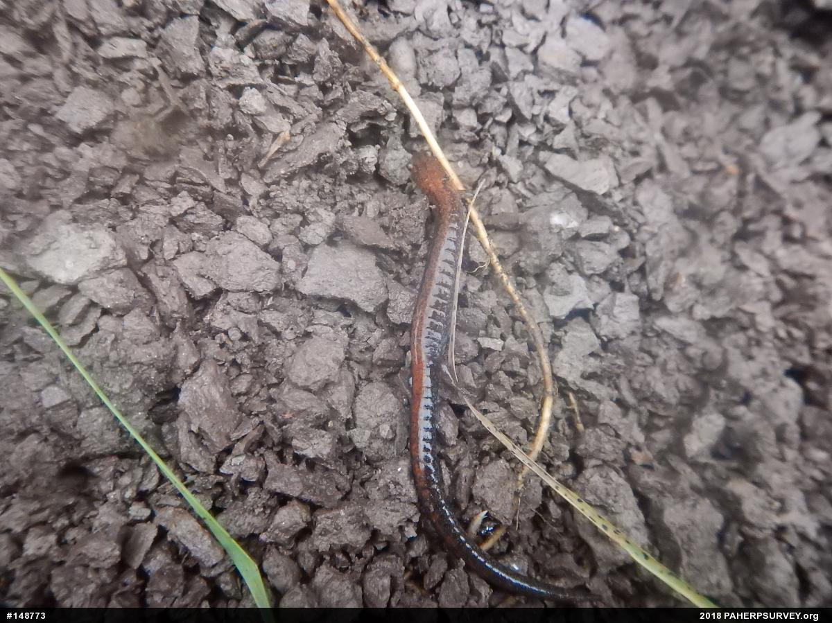 Eastern Red-backed  Salamander
