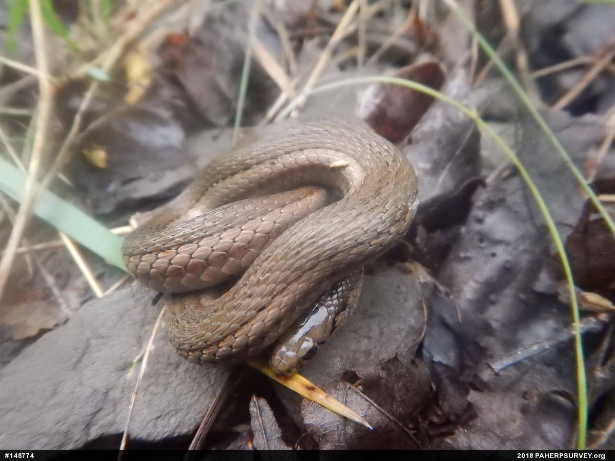 Shorthead Gartersnake