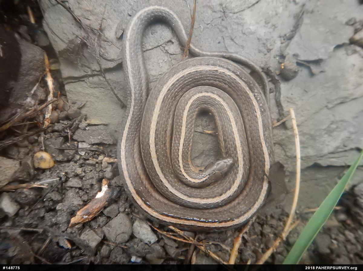 Shorthead Gartersnake