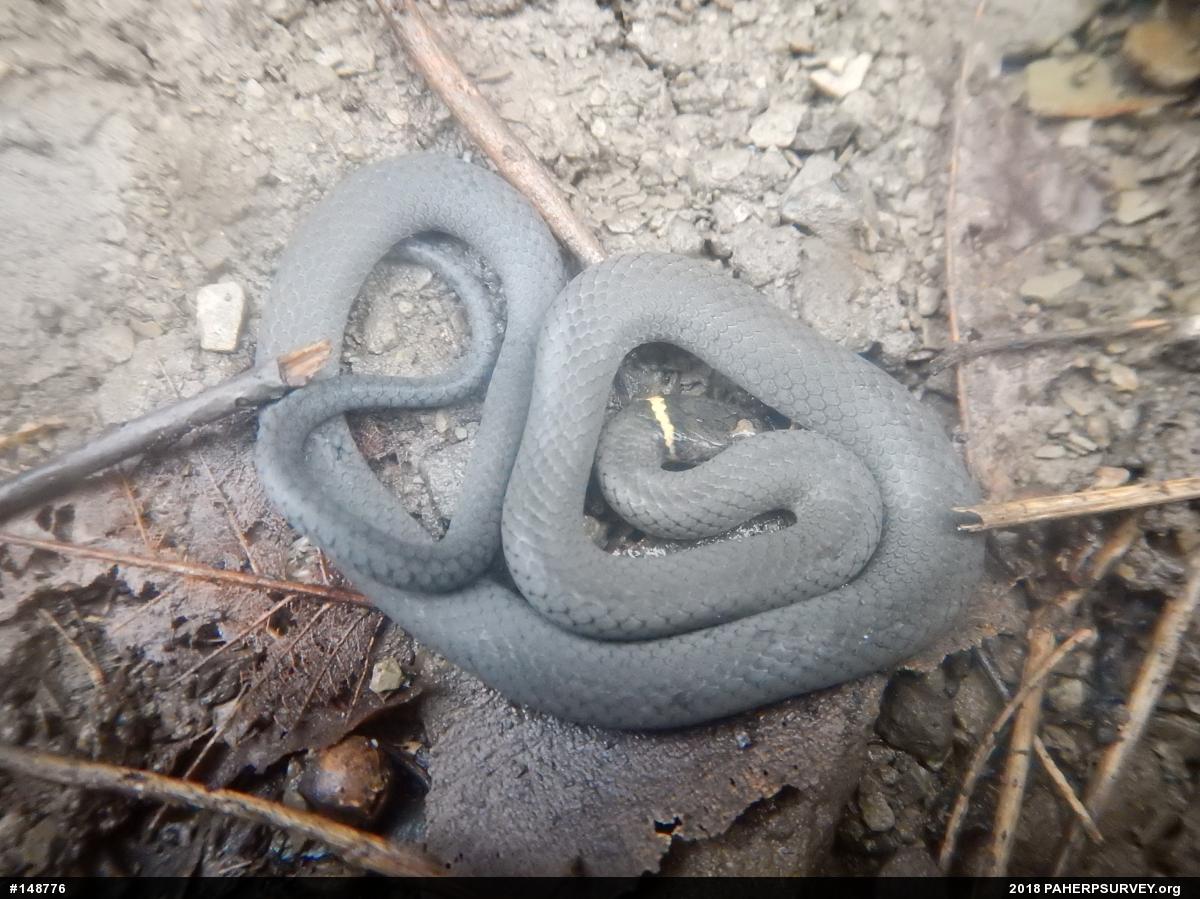 Northern Ring-necked Snake