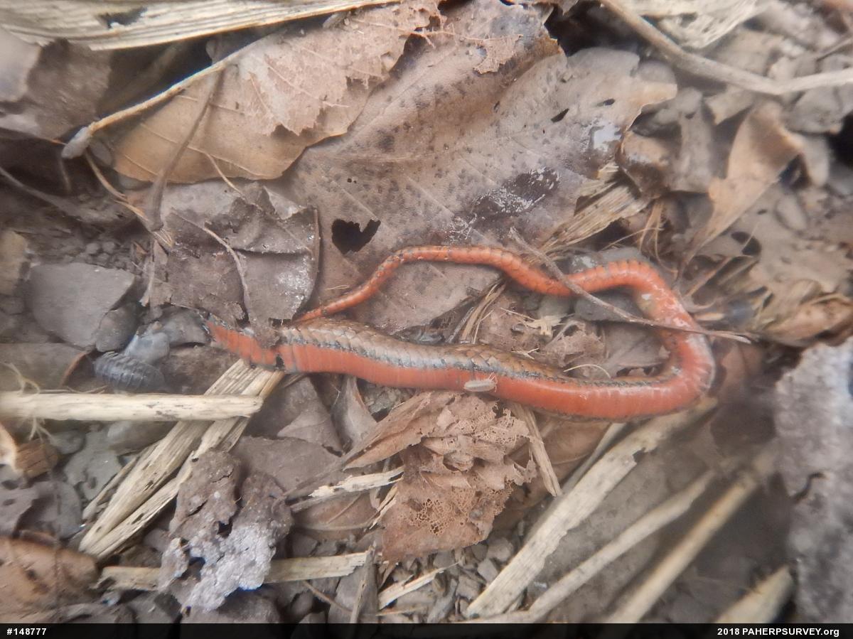 Red-bellied Snake