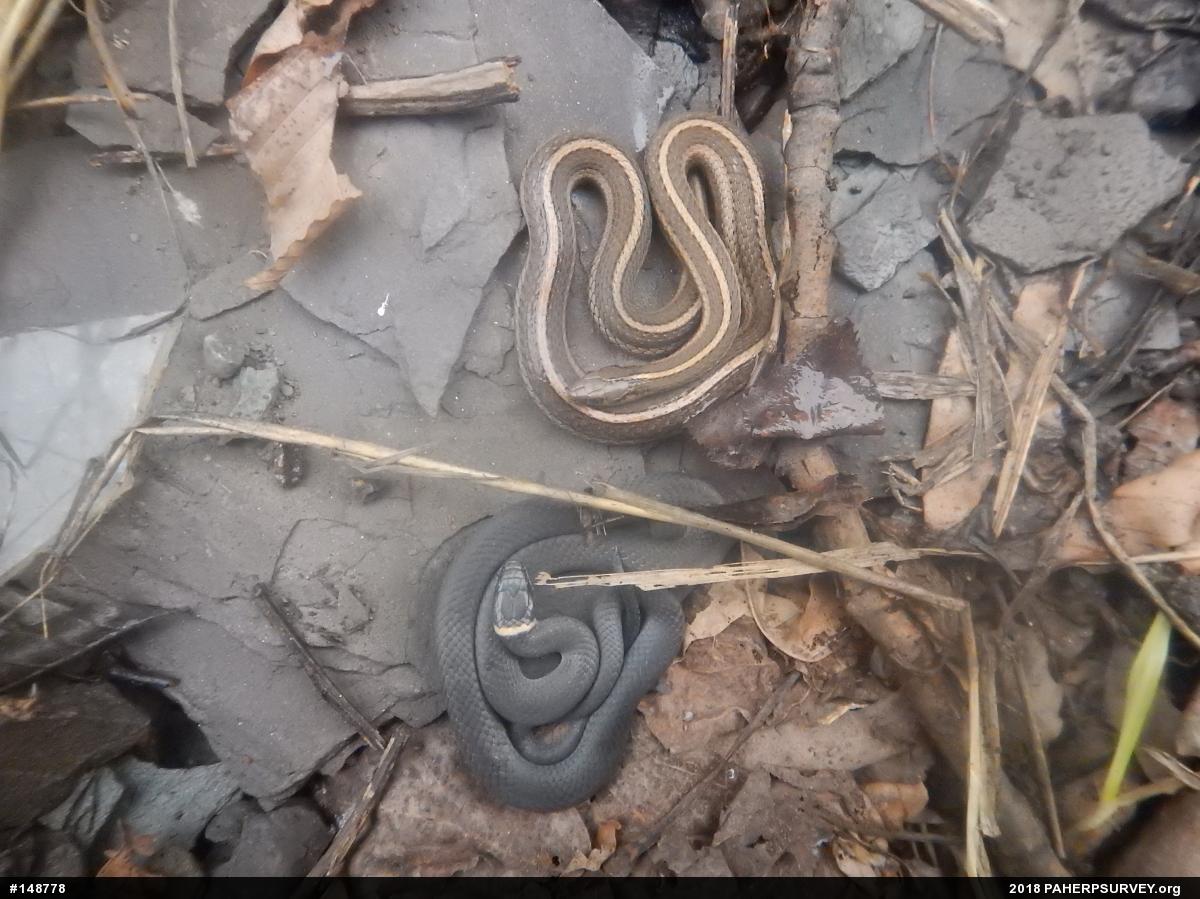 Shorthead Gartersnake