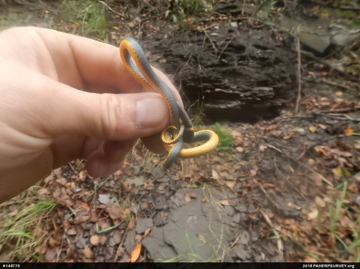 Northern Ring-necked Snake