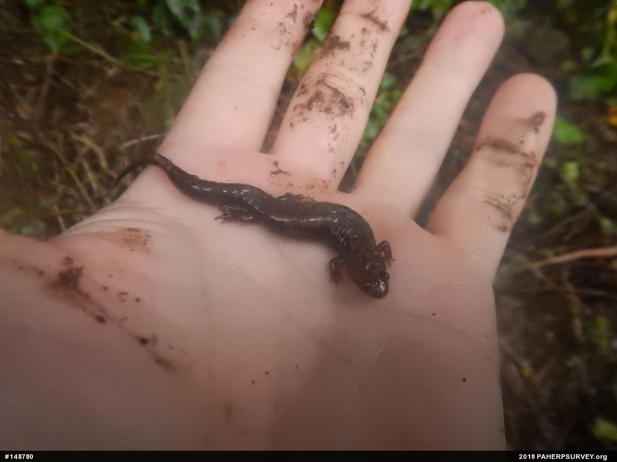 Dusky Salamanders