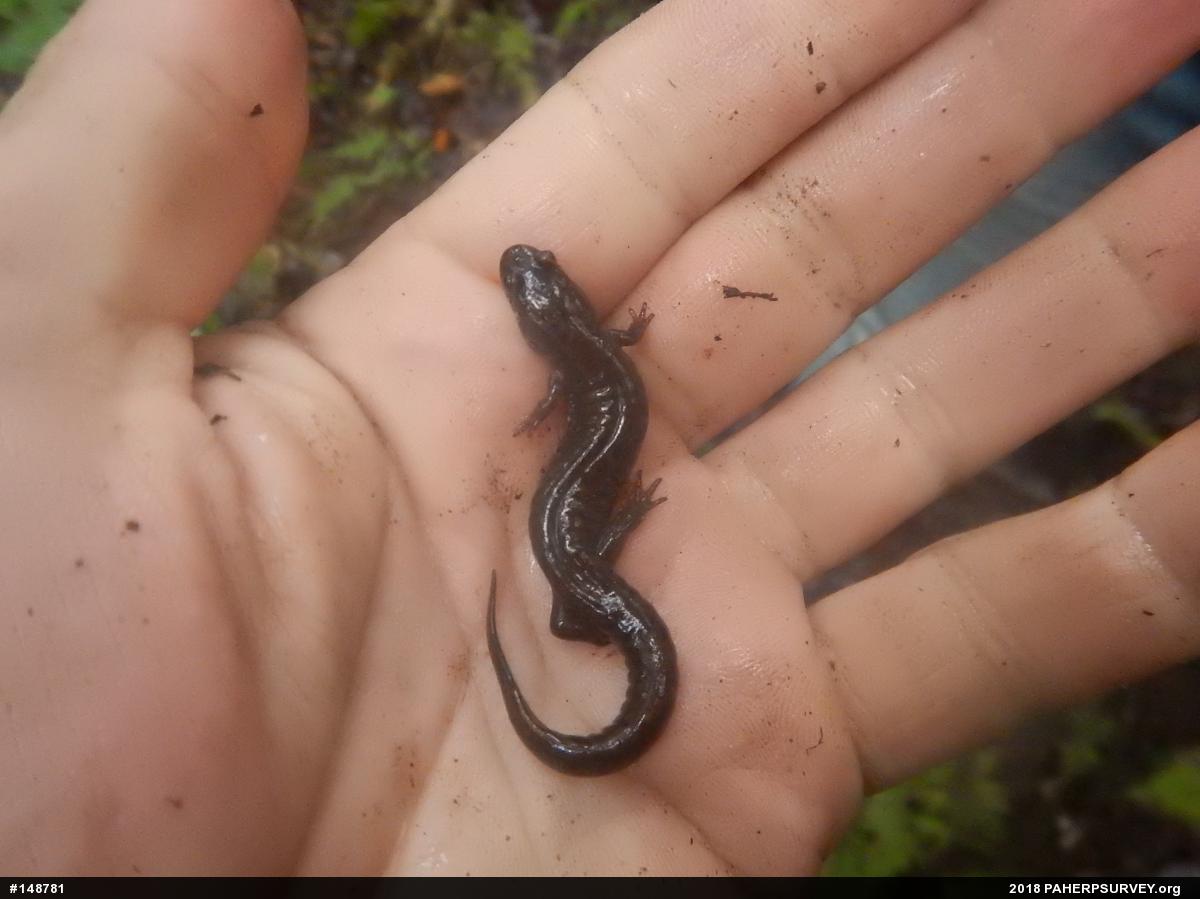 Northern Dusky Salamander