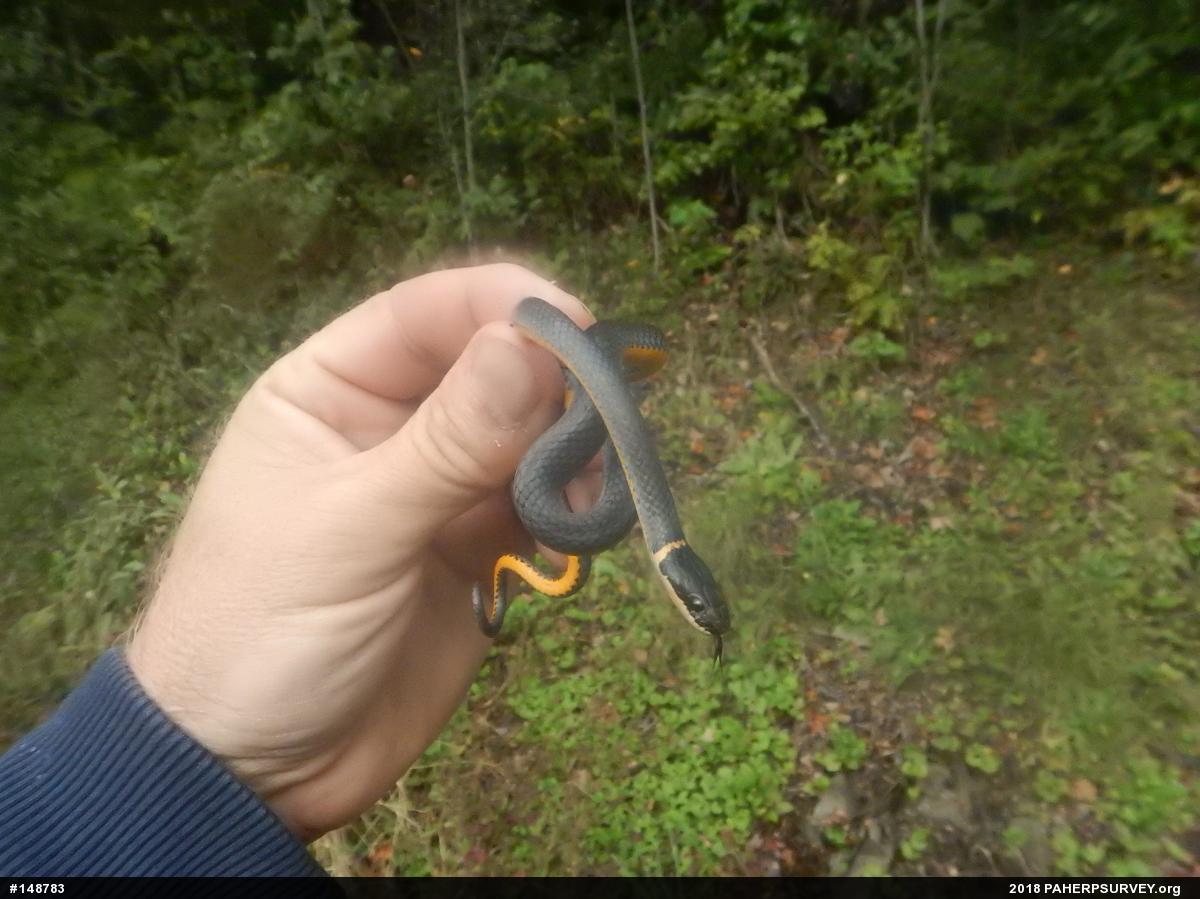 Northern Ring-necked Snake
