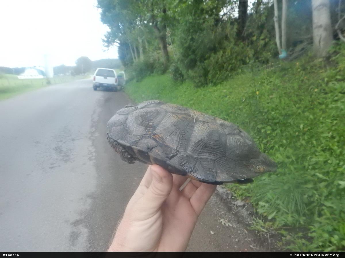 Wood Turtle