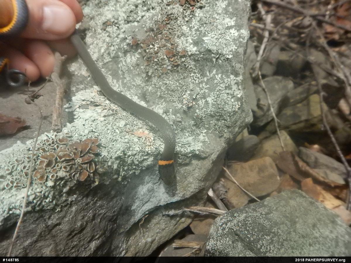 Northern Ring-necked Snake