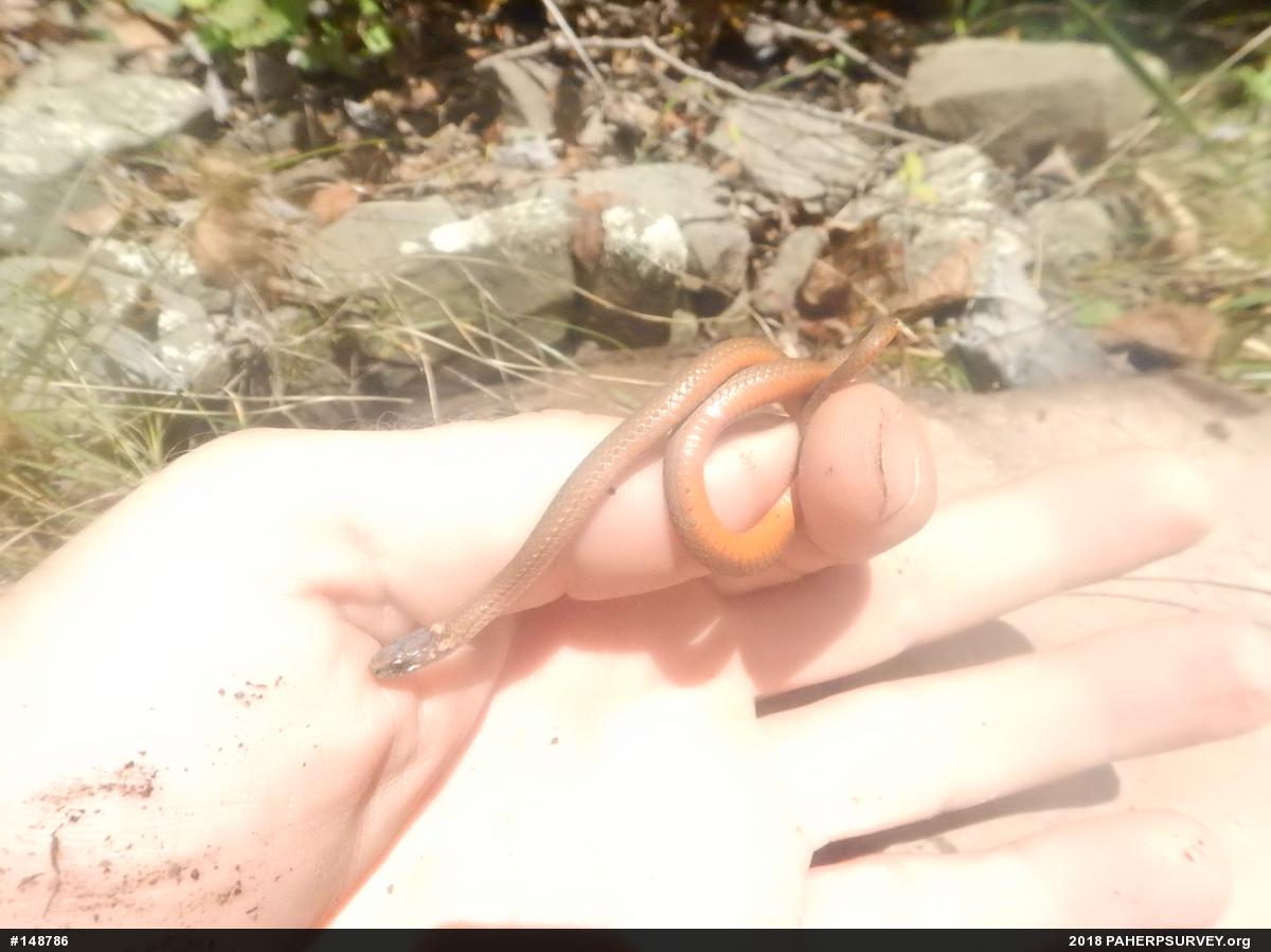 Red-bellied Snake