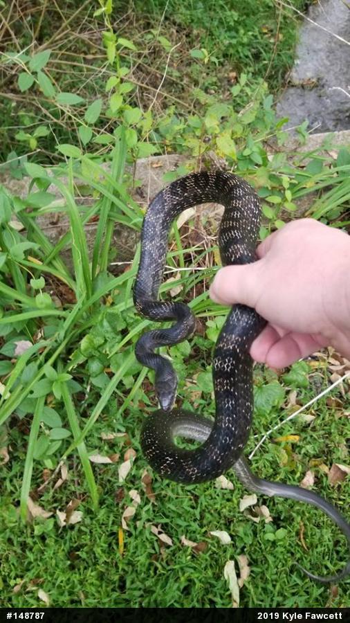 Eastern Ratsnake